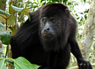 Black Howler Monkey Tour